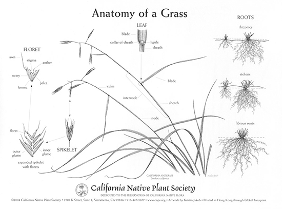 Grass Poster backside Anatomy of a GrassGrass