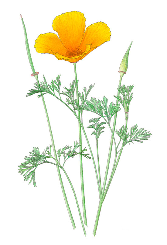 California Poppy