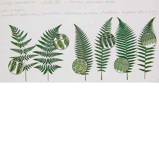 Fern