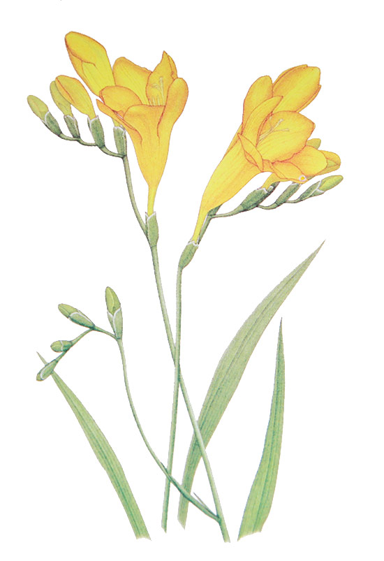 Freesia