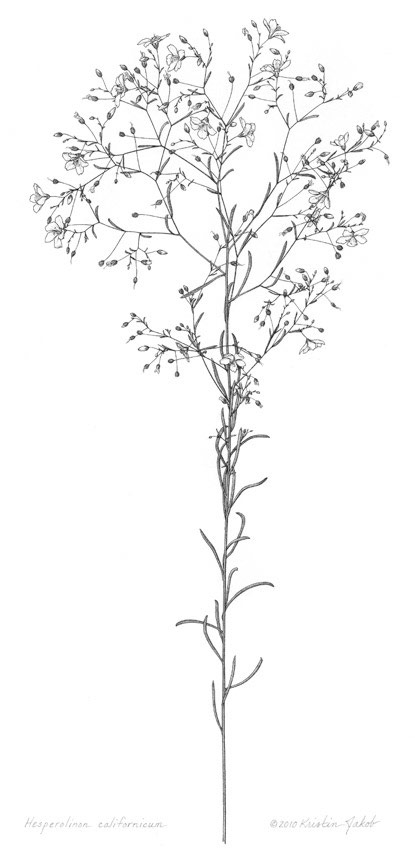 Hesperolinon californicum