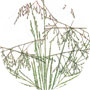 California Native Grasses-1