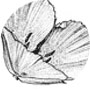 Calochortus uniflorus