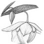 Calochortus