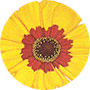 Coreopsis