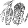 Fritillaria