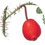 Rosehips