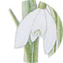 Snowdrops