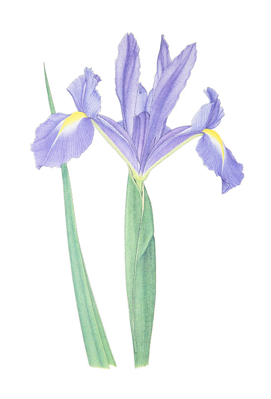 Iris2