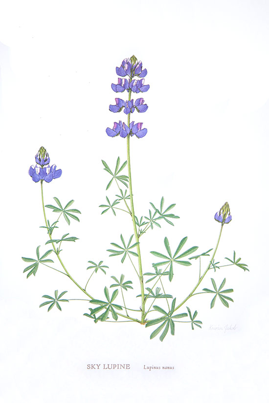 Lupine