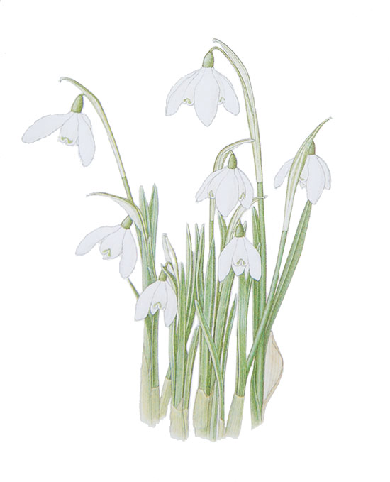 Snowdrops