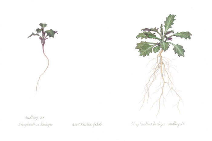 Streptanthus barbiger seedlings