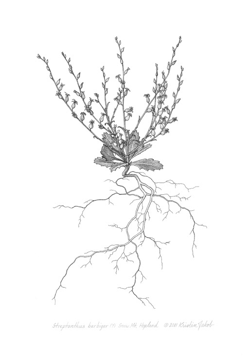 Streptanthus barbiger.w.sig