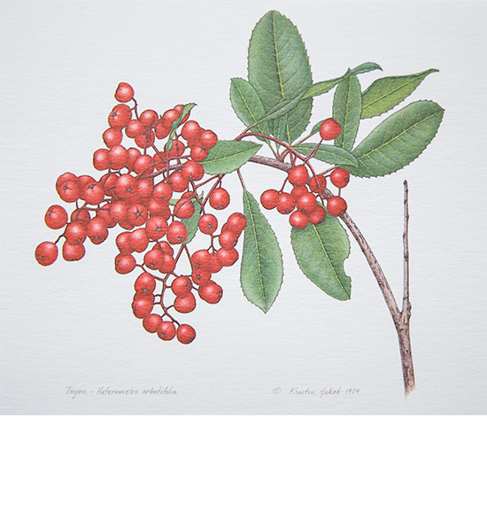 Toyon