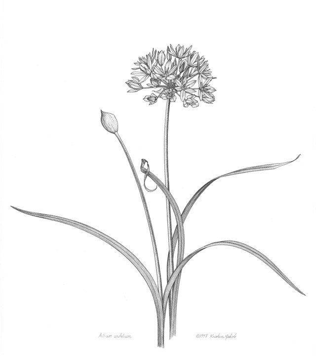 Allium-unifolium-line-drawing