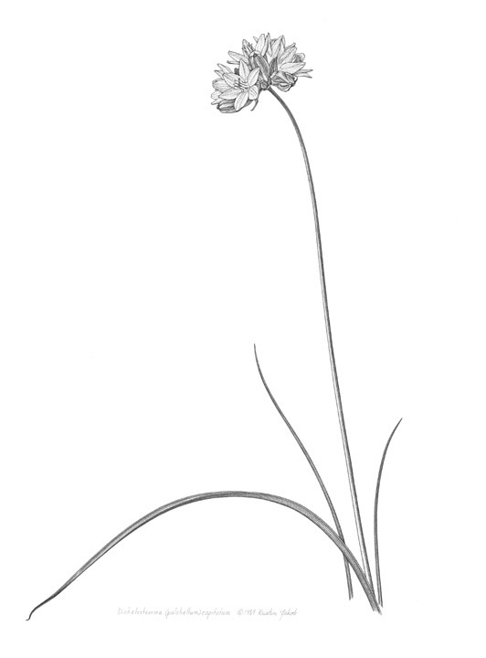 Dichelostemma