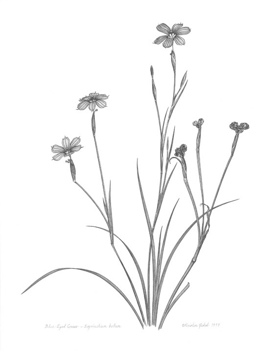 Sisyrinchium