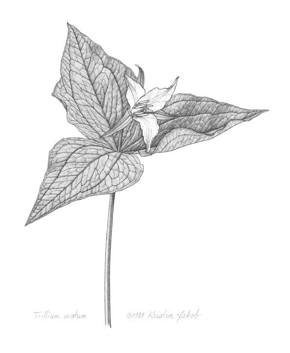 Trillium