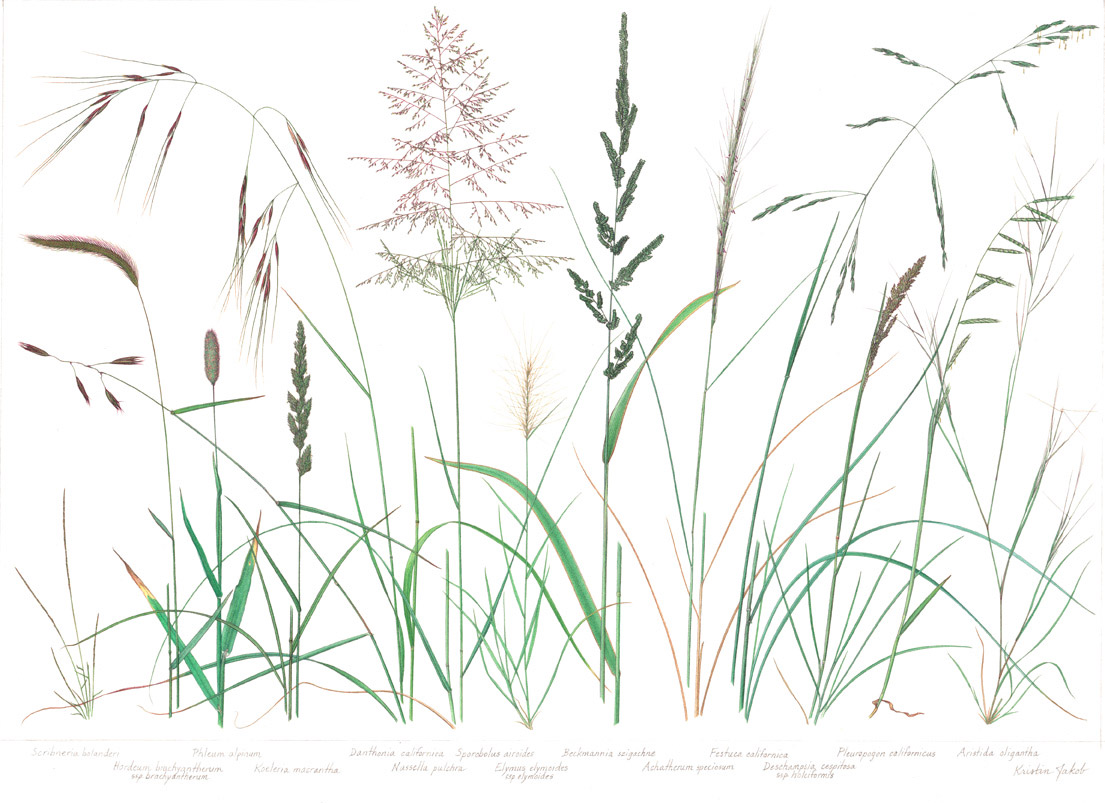 Grass Poster Native 1