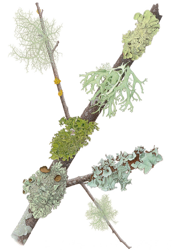 Mill Valley Lichens