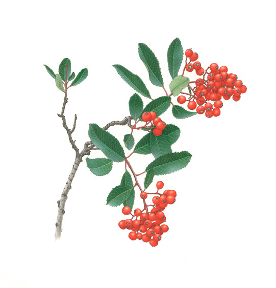 Toyon