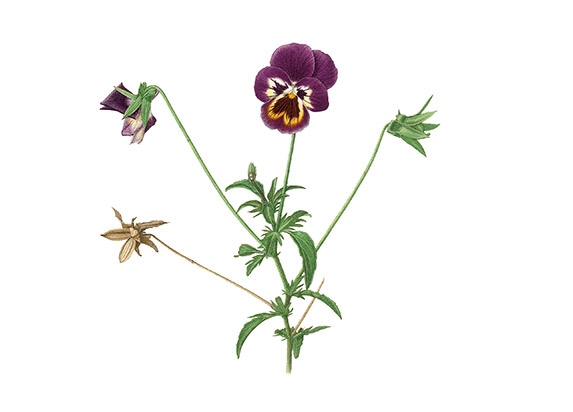 Viola-tricolor-Hybrid