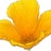 California-Poppy