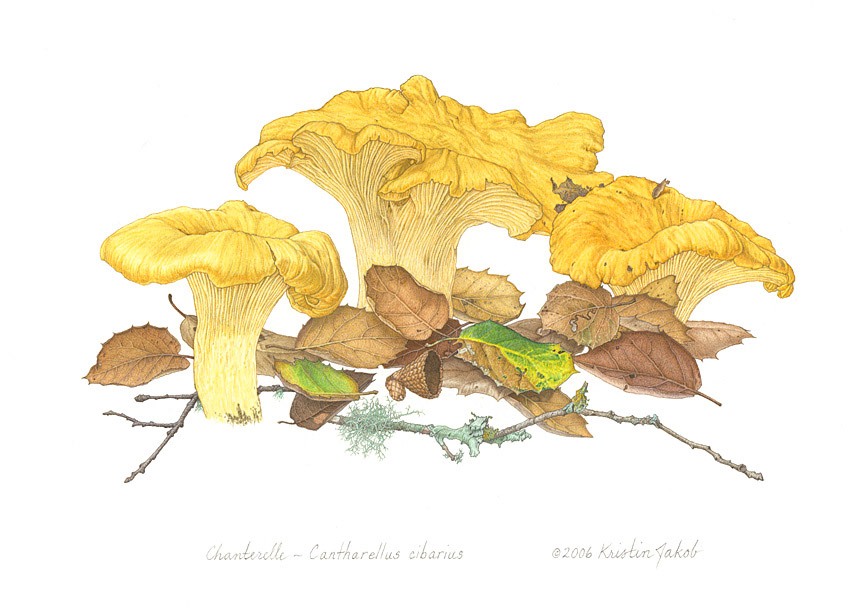 Cantharellus-californicus